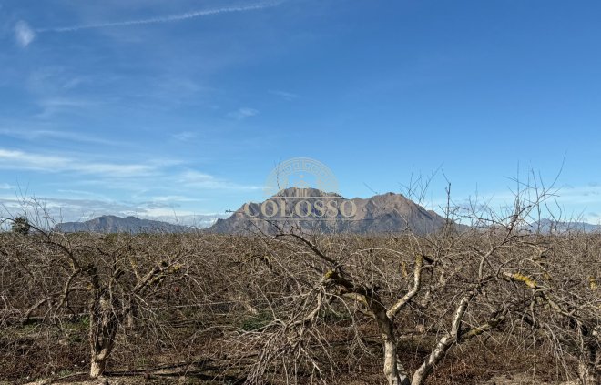 Finca rústica - Reventa - Almoradí -
                    Almoradí
