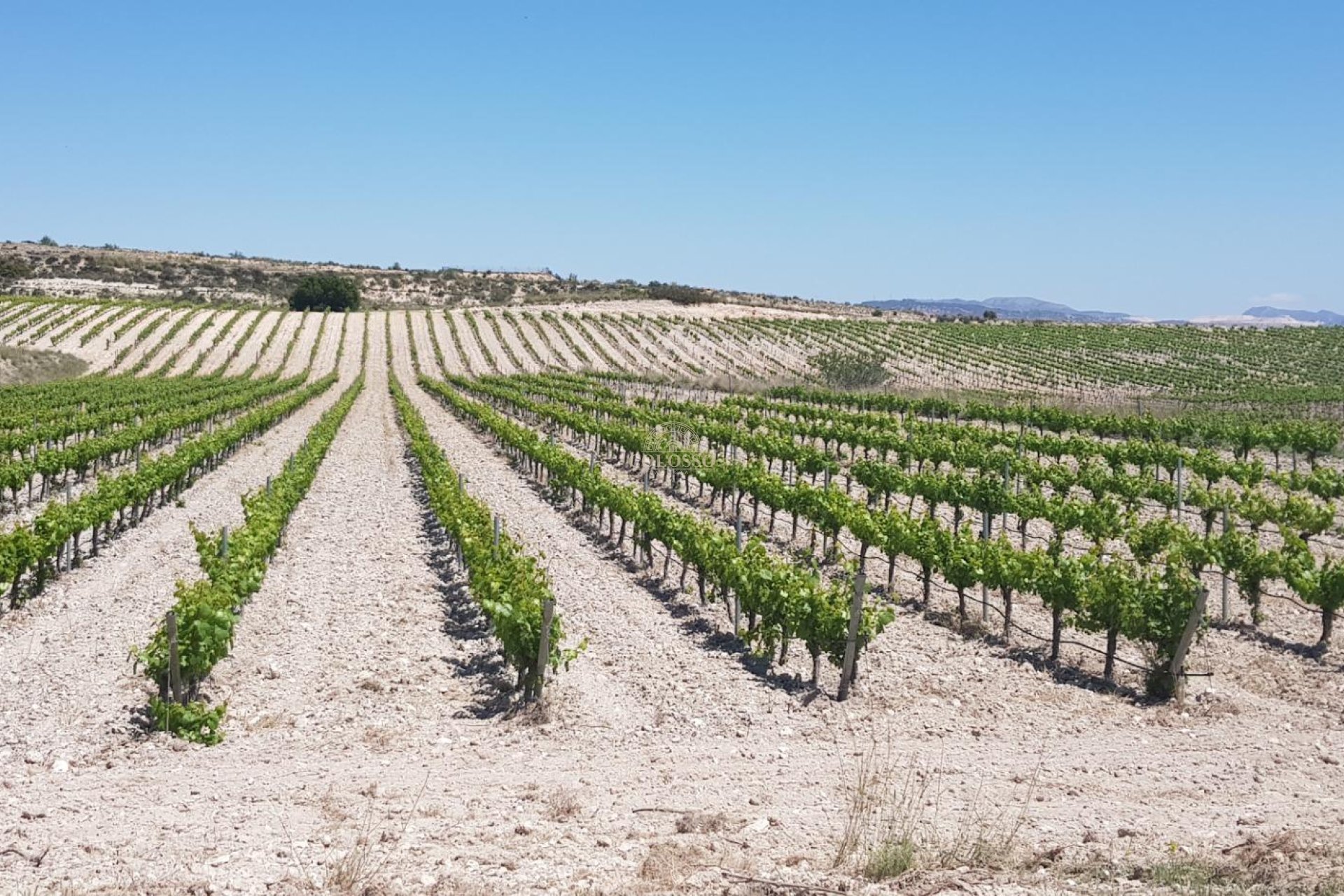 Reventa - Bodega -
Pinoso - CENTRO
