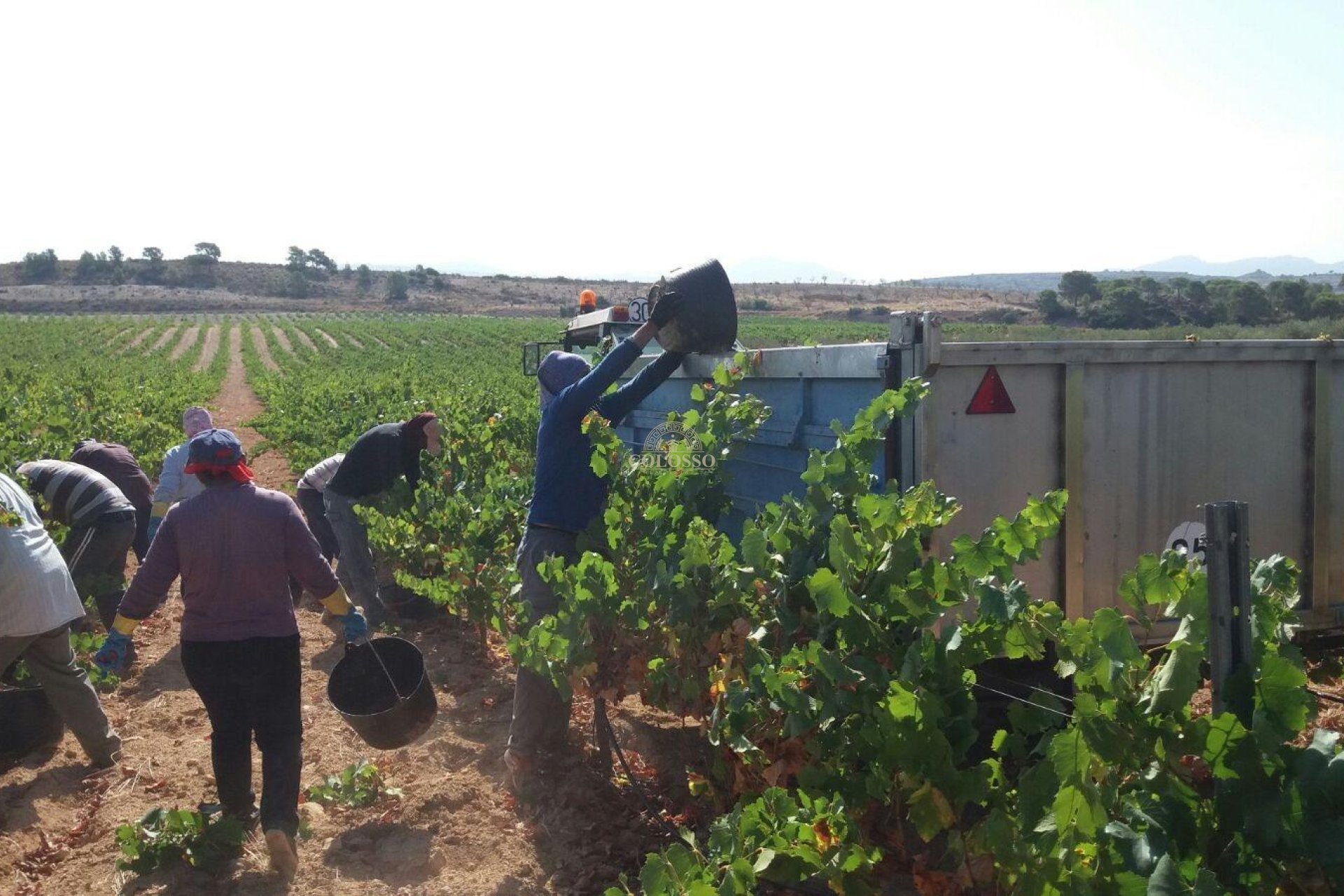 Reventa - Bodega -
Pinoso - CENTRO