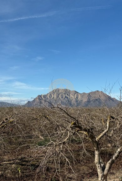 Reventa - Finca rústica -
Almoradí