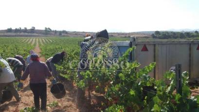 Reventa - Bodega -
Pinoso - CENTRO